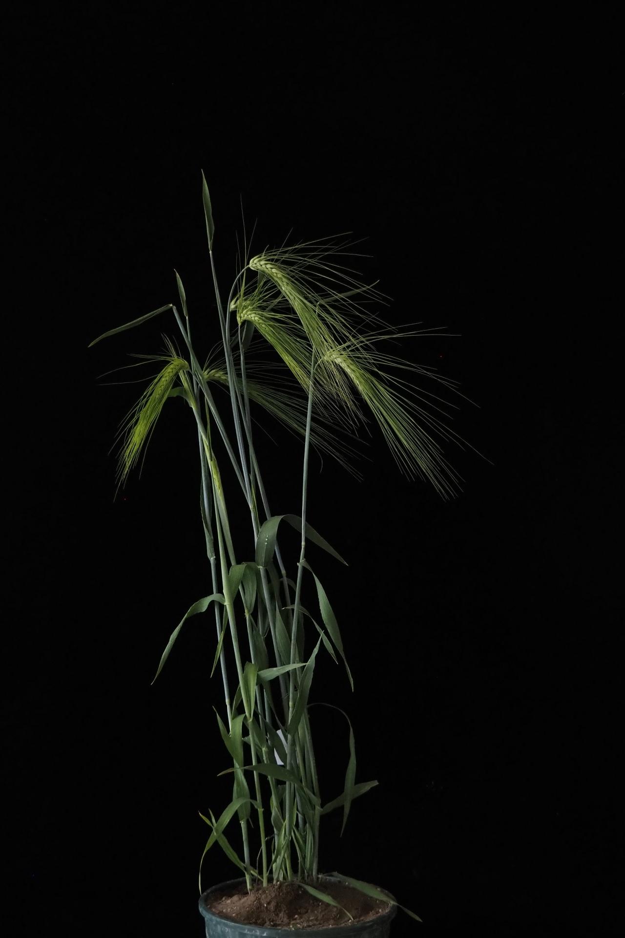 Hordeum vulgare var. nudum
